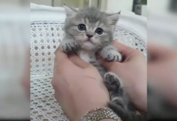 小猫的视频,小猫视频集锦