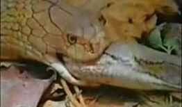 大蟒蛇视频,揭秘其神秘生活与捕食技巧