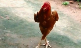 搞鸡视频,揭秘现代年轻人的趣味生活