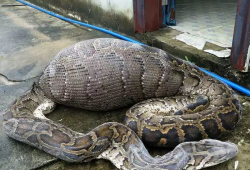 大蟒蛇视频,揭秘其神秘生活与捕食技巧